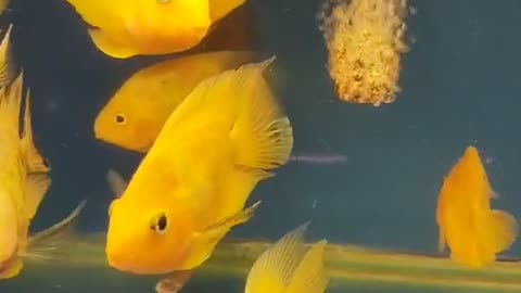 beautiful yellow fish