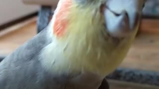 The cockatiel bird is moving around the house singing with joy