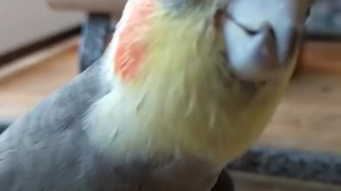 The cockatiel bird is moving around the house singing with joy