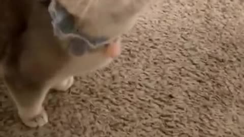 Cute Kitten Is Jealous That Her Human is Hugging Other Cats