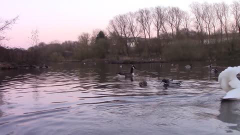 Pond Park Swan Sun Sunset Bird Swans Evening