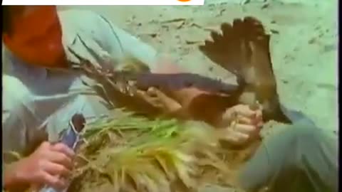 Man catch bird | Funny video