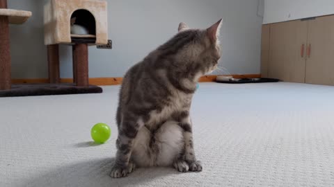 Cat Sitting In A Weird Position 4K