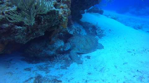 Cozumel Scuba Diving Tormentos Reef Turtle