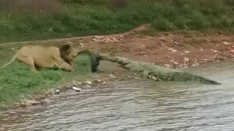 Lion vs crocodile 🐊🐊🐊 fight