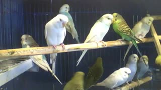 Parakeets relax in the pet store, they are so cute! [Nature & Animals]