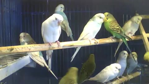 Parakeets relax in the pet store, they are so cute! [Nature & Animals]