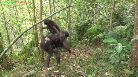 Primitive life - Forest people - animal trapping and animals kidnapping