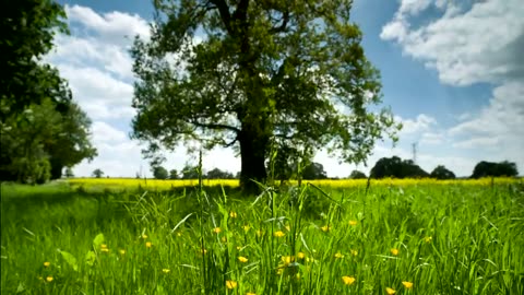 Captivating Beauty of Nature: A Visual Journey