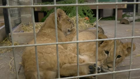 LION AIR: Adorable Cubs Found Packed In A Suitcase Begin New Life At Sanctuary