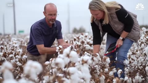 How Drought Cost America's Cotton Industry Billions