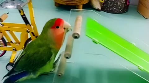 "Feathers and Cuteness Overload: Adorable Parrot Video That'll Melt Your Heart!"