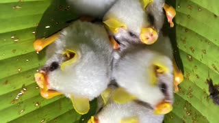 Honduran White Bats Huddled in Leaf