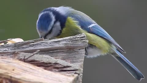 beautiful blue bird