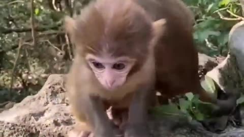 MUST SEE Cute Baby Animals funy