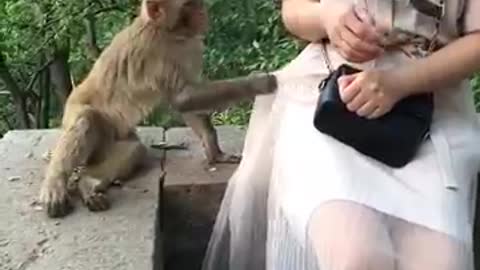 How monkey live, monkey's life.