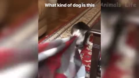 49 Best Funny Animal Videos 2021 Cute 😹 Cats And 🐶 Dogs Reactions