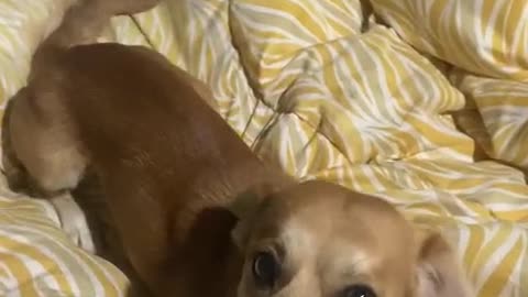 My Dog Won't Let Me Wake My Daughters Up