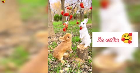 Cute rabbit eating banana and strawberry
