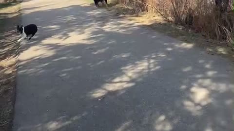 Off Leash Dog Park Moose Encounter