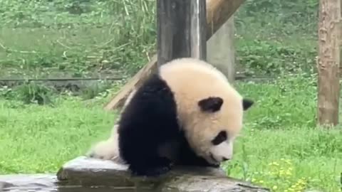 Do you love panda?