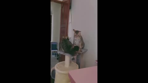 Funny Cats Complication special cat