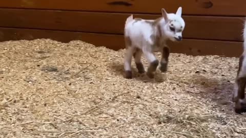 Cute goat