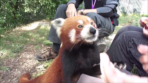 Feeding Amazingly Rare & Cute Red Panda