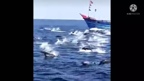 Dolfin amazing videos