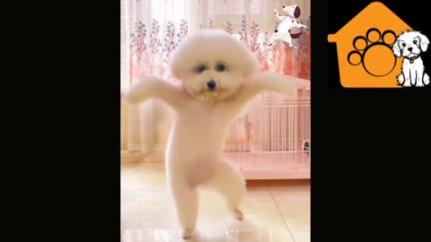 Dogs Funny Dance video