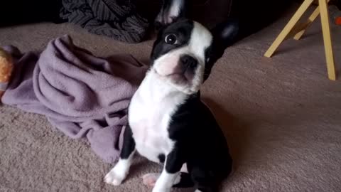 Boston Terrier puppy scared of her own fart!