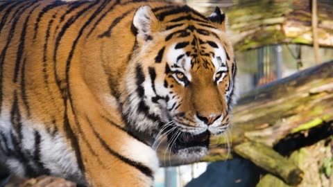 "Tiger Majesty: A Glimpse into Nature's Fierce Elegance"