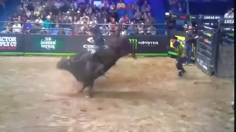 buffalo play with human