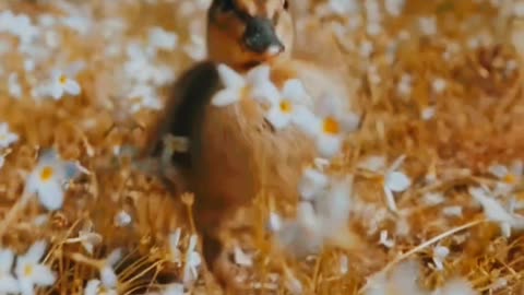 Adorable Duckling Running on the Ground | HD Video