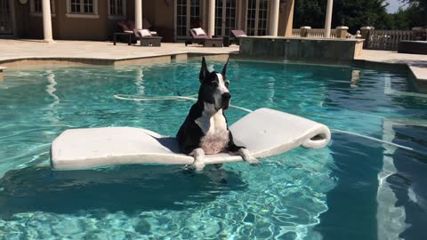Katie the Great Dane enjoying her pool floatie