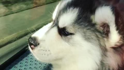 Ellie Sky The Husky enjoying the breeze!