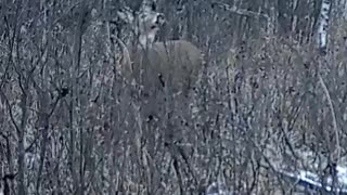 Shoot or Pass? #trailcamera #hunting #trailcam #deer #bucks #deerhunting