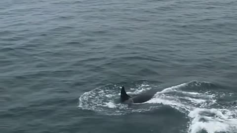 Orcas sightings have started to become super