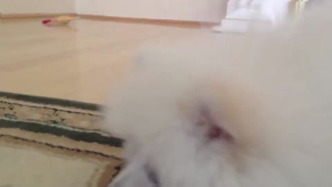 KILLER BEE VS CUTE POMERANIAN PUPPY