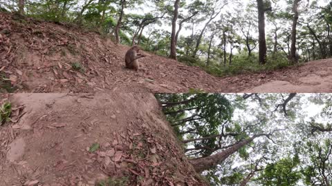 Spend Some Time With The Sacred Monkeys Of Nepal | VR 360 | Primates | BBC Earth