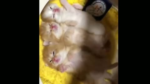 Cute cat videos and dogs 2023😘 cutestcat funny moment 😉