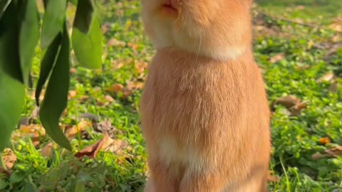 Cute rabbit eating orange 😍🥹