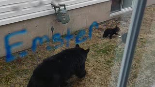 Momma Bear and Tiny Cubs Try to Navigate Neighborhood