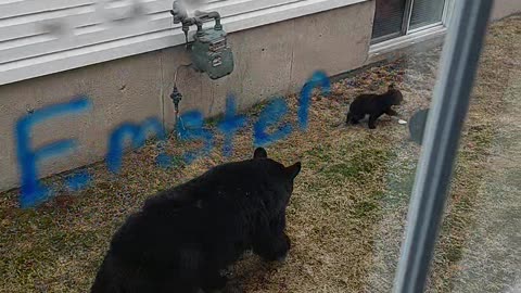 Momma Bear and Tiny Cubs Try to Navigate Neighborhood