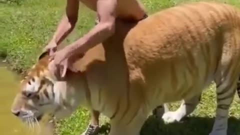 animals funny videos