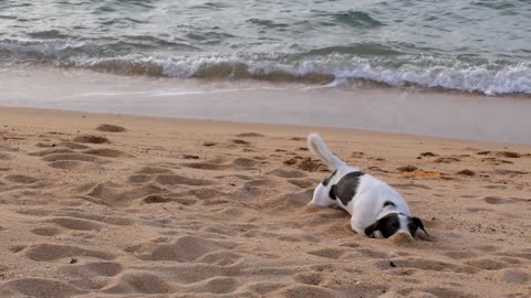 A cute dog playing in sand