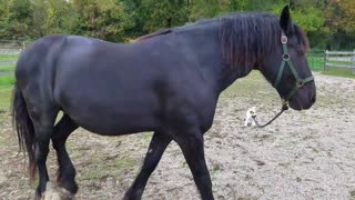 Adorable puppy leads horse around