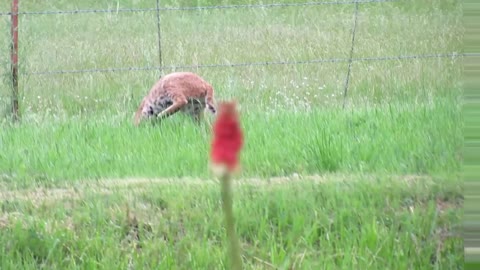 Bobcat versus Prairie Dog