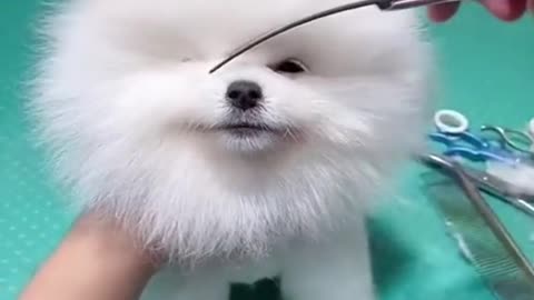 Looking beautiful dog