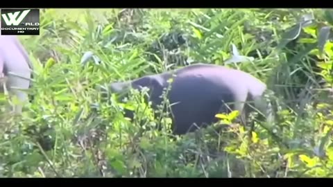 Asian Elephants _ Elephants of Africa & Asia _ World Documentary